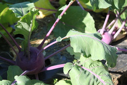 さいたまヨーロッパ野菜研究会