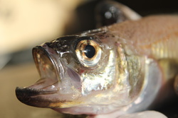 はたはた・ハタハタ・鰰・鱩・Arctoscopus japonicus