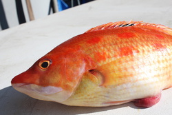 きつねだい・キツネダイ・狐鯛・Bodianus oxycephalus