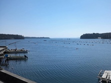 石川県 穴水の牡蠣