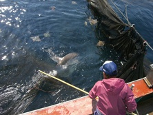 まんぼう・マンボウ・翻車魚・Ocean Sunfish・Mola mola