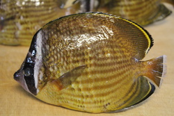 ちょうちょううお・チョウチョウウオ・蝶々魚・Chaetodon auripes