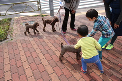 第45回 文京さくらまつり