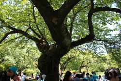 小石川植物園