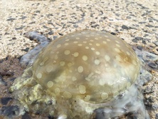 たこくらげ・タコクラゲ ・蛸水母・Mastigias papua