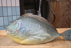 てんぐはぎ・テングハギ・天狗剥・Bluespine unicornfish・Naso unicornis