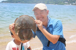 かぶとがに・カブトガニ・兜蟹・Japanese horseshoe crab・Tachypleus tridentatus