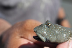 むつごろう・ムツゴロウ・鯥五郎・Mudskipper・Boleophthalmus pectinirostris