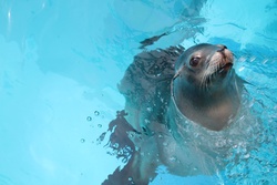 かりふぉるにああしか・カリフォルニアアシカ・California sea lion・Zalophus californianus