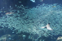 まだらとびえい・マダラトビエイ・斑鳶鱏・Aetobatus narinari