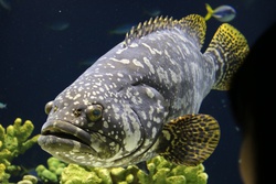 タマカイ・Epinephelus lanceolatus