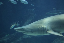 しろわに・シロワニ・白鰐・Carcharias taurus