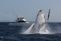 ホエールウォッチング・whale watching