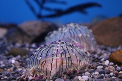 はながさくらげ・ハナガサクラゲ ・花笠水母・Flower hat jelly・Olindias formosa