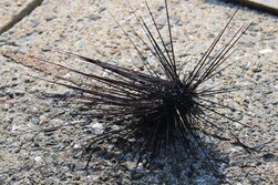 がんがぜ・ガンガゼ・岩隠子・ Diadema setosum