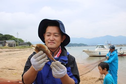 さかたざめ・サカタザメ・坂田鮫・Rhinobatos schlegelii