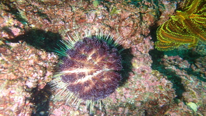 いいじまふくろうに・イイジマフクロウニ・飯島袋雲丹・Asthenosoma ijimai 