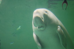 じゅごん・ジュゴン・儒艮・Dugong dugon