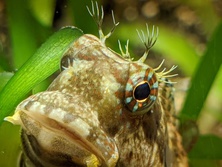 ヤエヤマギンポ・Salarias fasciatus