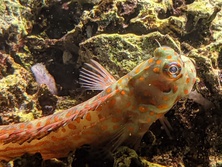 もんつきかえるうお・モンツキカエルウオ・Blenniella chrysospilos