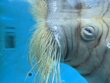 セイウチ・海象・Odobenus rosmarus