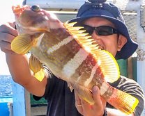 あおはた・アオハタ・青羽太・Epinephelus awoara