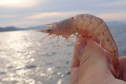 よしえび・ヨシエビ・Metapenaeus ensis