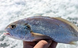 しろぐち・シログチ・白愚痴・Pennahia argentata