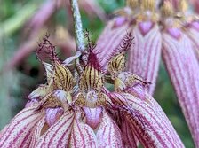 バルボフィルム エリザベス アン「バックルベリー」・Bulbophyllum Elizabeth Ann「Buckleberry」