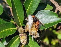 おおすずめばち・オオスズメバチ・Vespa mandarinia