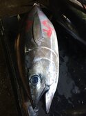 めばち・メバチ・目鉢・Thunnus obesus