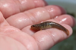 あべはぜ・アベハゼ・Mugilogobius abei