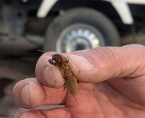 けら・ケラ・螻蛄・Gryllotalpa orientalis Burmeister