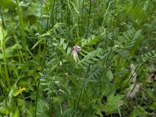やはずえんどう・ヤハズエンドウ・Vicia sativa subsp. nigra