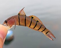 きぬばり・キヌバリ・Pterogobius elapoides