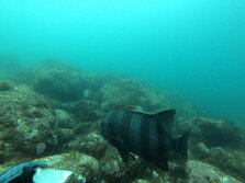 いしだい・イシダイ・石鯛・Oplegnathus fasciatus