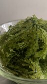 すりこぎづた・スリコギヅタ・Caulerpa chemnitzia
