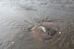 新種「アリアケアカエイ」の発見!