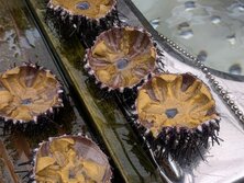 長崎県五島市「うた丸」素潜り漁師 森川純さんのガンガゼ