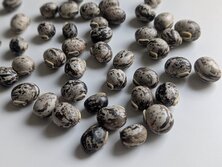 はっしょうまめ・ハッショウマメ・Mucuna pruriens var. utilis