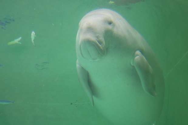 正本 ジュゴン 沖縄 ＤＵＧＯＮＧ 名護 A インテリア・住まい・小物