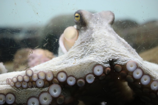 まだこ マダコ 真蛸 Octopus Sinensis ブログ 酢飯屋 文京区水道 江戸川橋にある寿司 カフェ ギャラリーの複合店