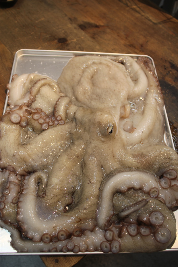 まだこ マダコ 真蛸 Octopus Sinensis ブログ 酢飯屋 文京区水道 江戸川橋にある寿司 カフェ ギャラリーの複合店