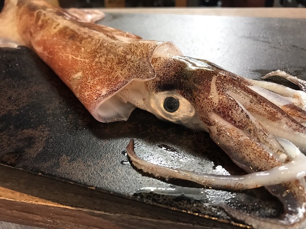 やりいか ヤリイカ 槍烏賊 ブログ 酢飯屋 文京区水道 江戸川橋にある寿司 カフェ ギャラリーの複合店