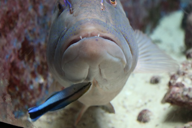 sujiiIMG_8817.jpg