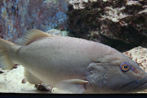 sujiiIMG_8823.jpg