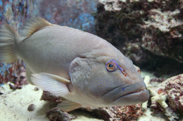 sujiiIMG_8825.jpg