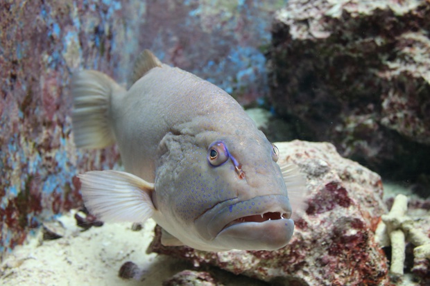 sujiiIMG_8826.jpg