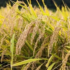 同じ釜の炊き立て新米を食べるランチ会