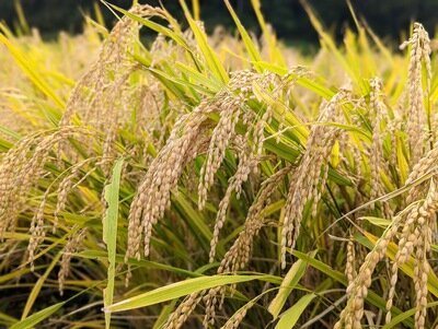 同じ釜の炊き立て新米を食べるランチ会